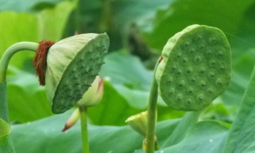 头孢泊污脂颗粒广东常见病集采流标-权威头孢泊肟酯颗粒平台,分享专业头孢泊污脂颗粒多少钱一盒知识_头孢泊污脂颗粒网